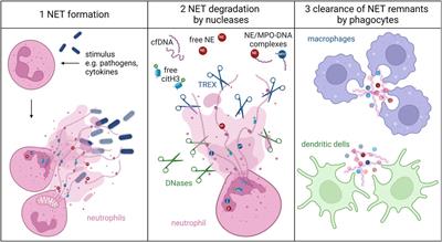 The chronicles of inflammation: uncovering of distinct patterns of NET degradation products